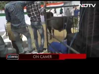 Bull runs through Rajasthan Congress Rally. Gehlot blames BJP