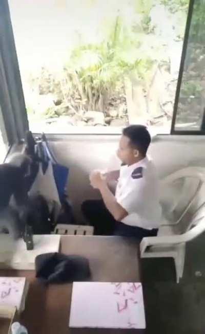 CHINGO A SU MADRE GENTE!! 🤬 GUAJOLOTAS Y ATOLES!! EN CORTO!!! 👿