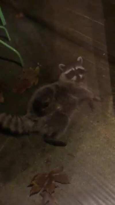 the little man who spent November 2019 trying to seduce me into letting him inside