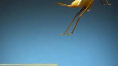 Its amazing to see how the insects take off--- Dreams too take off