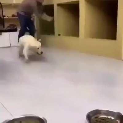 Cachorro do bitohito