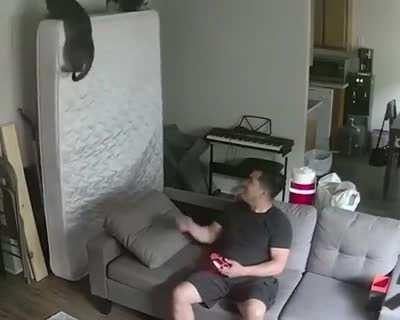 the cat climb gone wrong