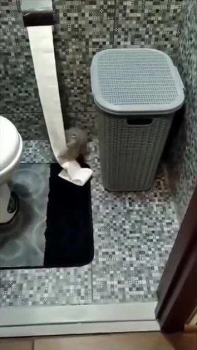 Video evidence of a juvenile tp-ing an old lady's home