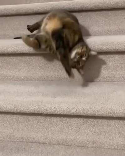 The way this kitty descends the stairs
