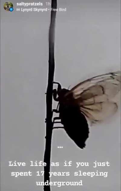 Video of a windsurfing cicada on 695