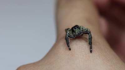 This is my male hyllus diardi!!