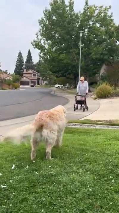 Every morning this senior dog waits for her friend during his daily walks