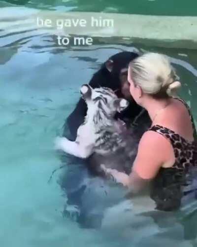 What a sentiment considering chips can not swim and are afraid of water.