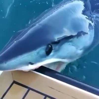 This is magnificent.