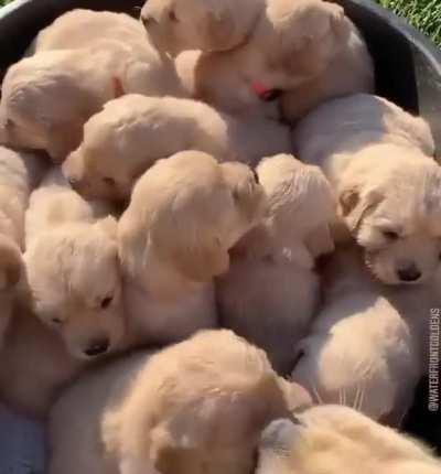 A full bucket of Gold<3 (heaven)