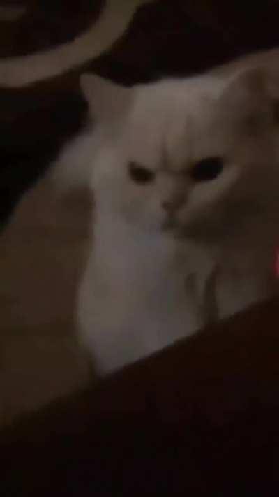 Am I a joke to you?!