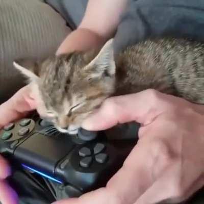 PlayKitten4