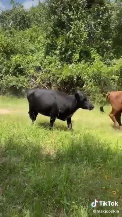 Love seeing Max taking over the family farm.