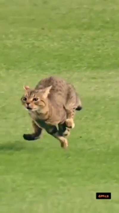 praise MLb CameraMan