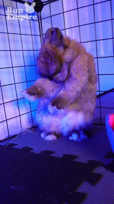 🎶Air Guitar BUNNY STYLE🐰