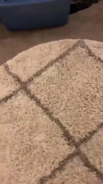 Домашние животные