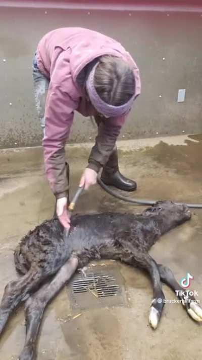 Saving a cow calf from crossing the rainbow road.