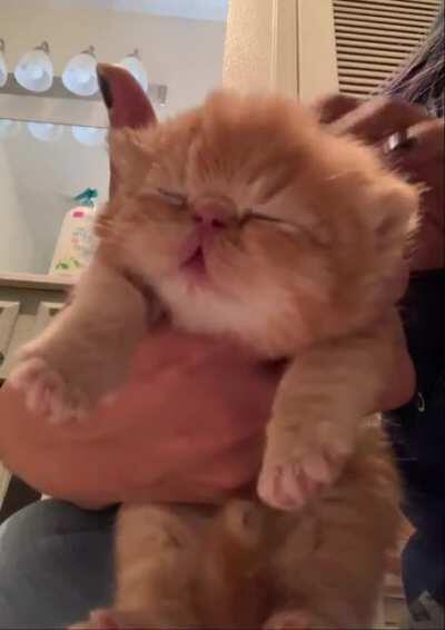 Head rubs are his favorite and I happily give them 😻