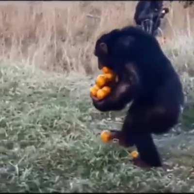 Планета обезьян: продолжение. После выпитой бутылки коньяка(в предыдущем посте) Мак решил задобрить семью фруктами.