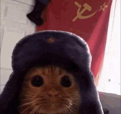 comrade kitty