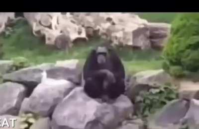 When a Monkeydonian and a C*oat have a child 🙄