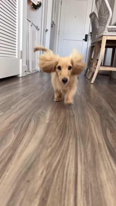 Resident Dog Welcomes The New Puppy