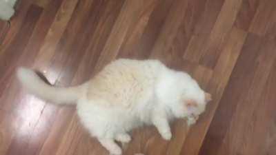 Toasted Marshmallow Rolls