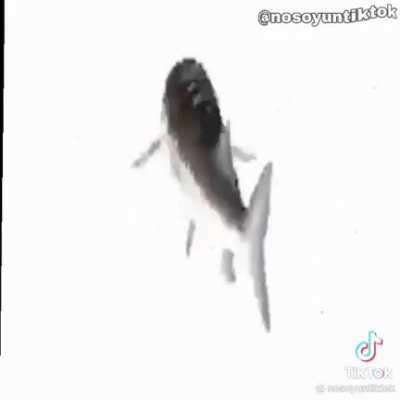 Randomiser random randomly