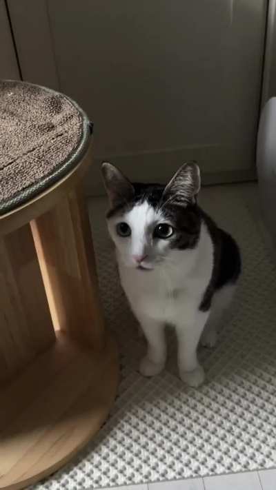 I adore this cute kitty, she is so elegant!😍