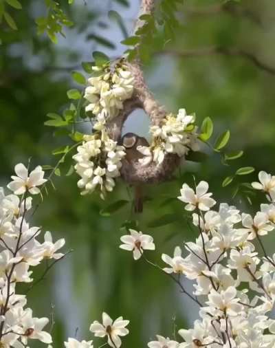 A bird enjoying flowers 🥰🐦✨
