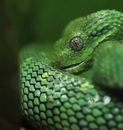 Ssssssstop and have a sssssssip.