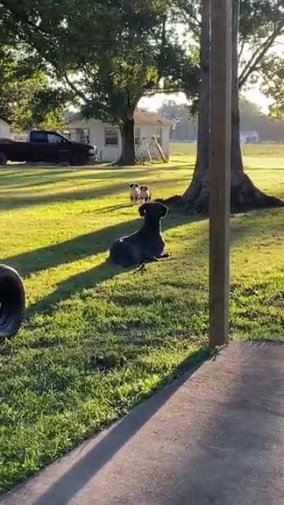 Big boi tries to make friends