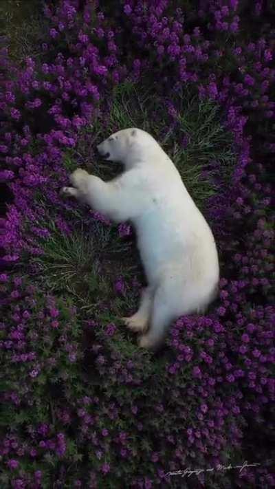 Polar Bear Sleeping on Fireweed