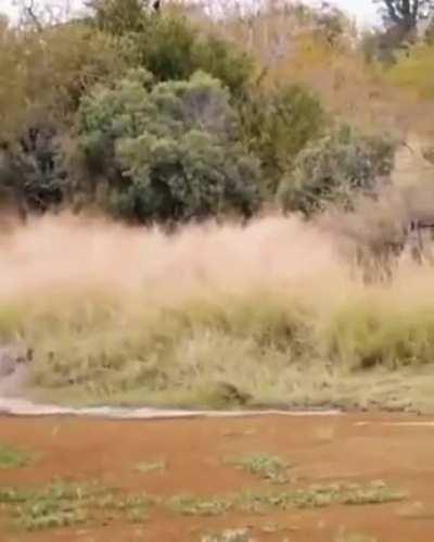 This is what your cat is imagining when it sees the cucumber.