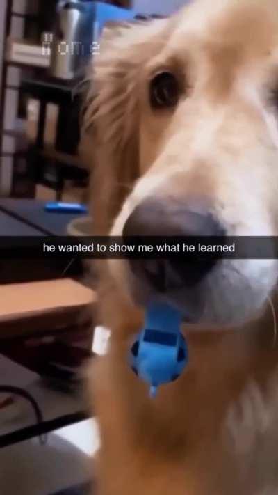 This dog is so cute!