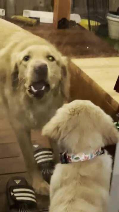 They both thought they were trapped on the wrong side of the glass...