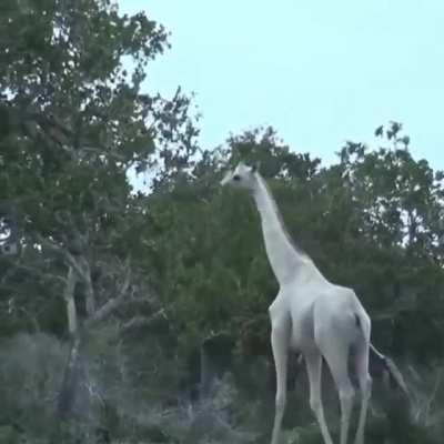 🔥 White giraffes spotted in Kenya