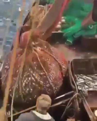 Look who came to lunch...