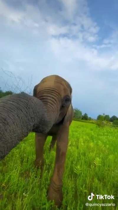 Cameraman gets amazing close-up on a beautiful elephant