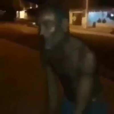 O vap vap é do diabo