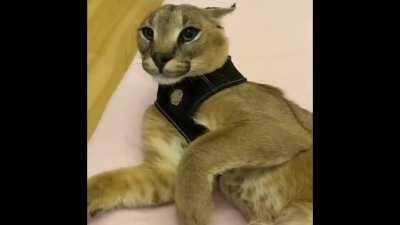 Where’s the damn Arpeggi?