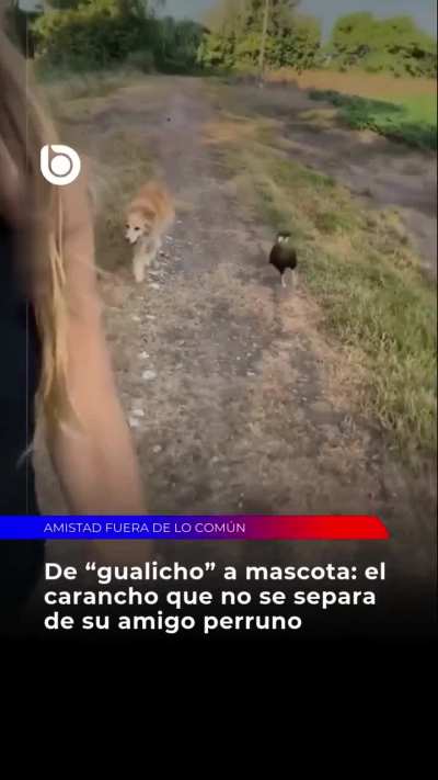 Carancho rescatado que se cree perro