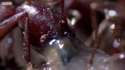 🔥 Ant's creative solution to capturing a Slug.