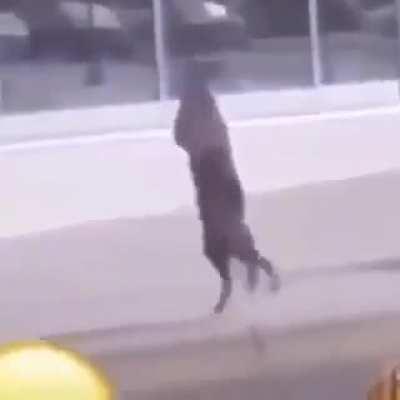 Posting a funny cat everyday day 7