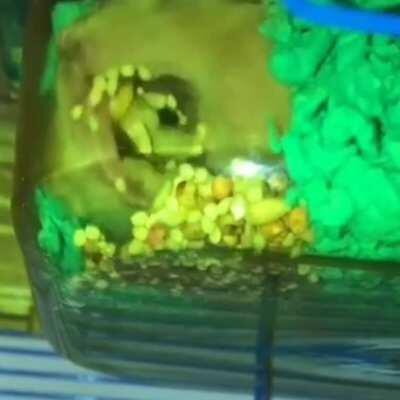 i think we overlook the fact that hamsters do this