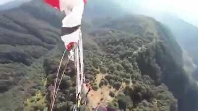 Vulture vs paraglider