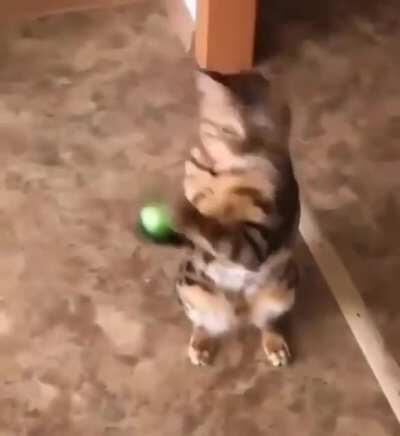 Kitty isn't so sure what to do with a ball it caught