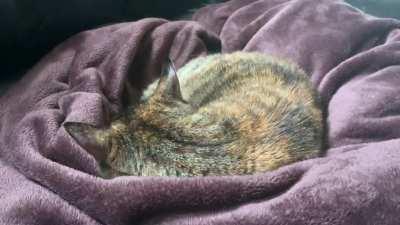 Those would be activation sounds.