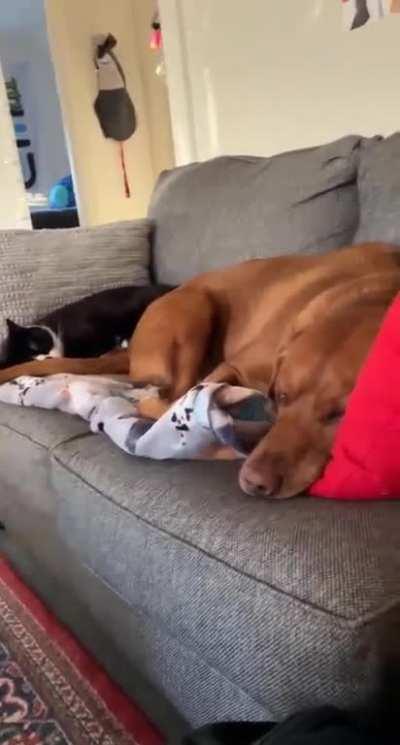 What are they dreaming about right now?