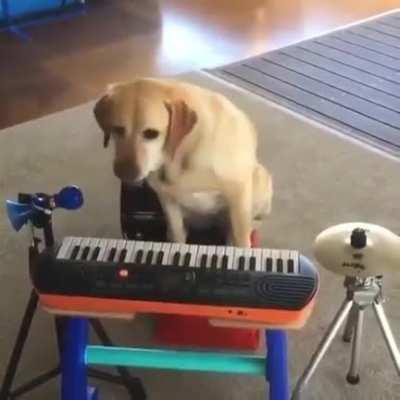 Dog playing with a piano.